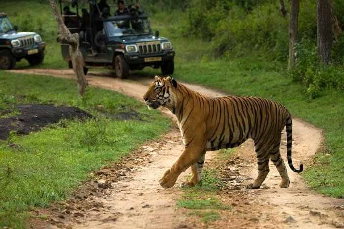 Bandipur Jungle Safari South India Tour Packages